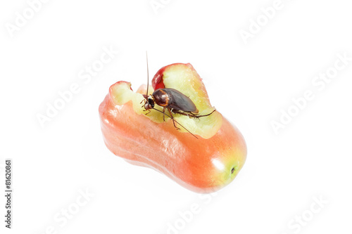 Cockroaches eat rose apple ,Concept of cleanliness. Clean food s photo