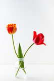 Two tulip flowers