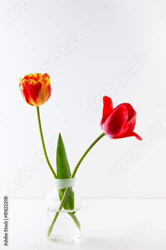Two tulip flowers