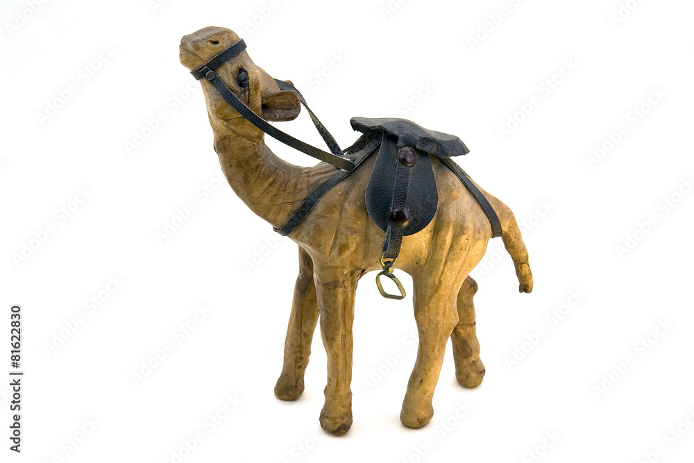 Naklejka premium camel in harness on a white background