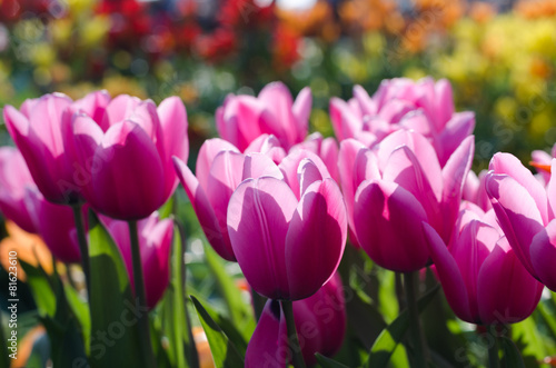 tulips