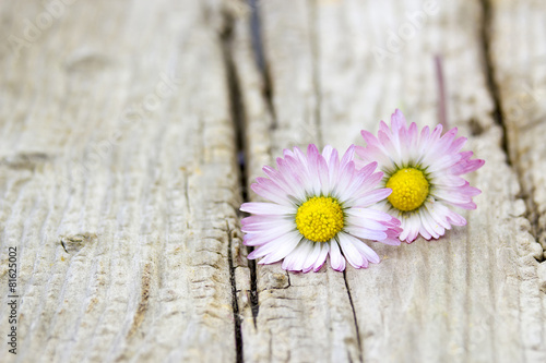 two daisies on wooden background