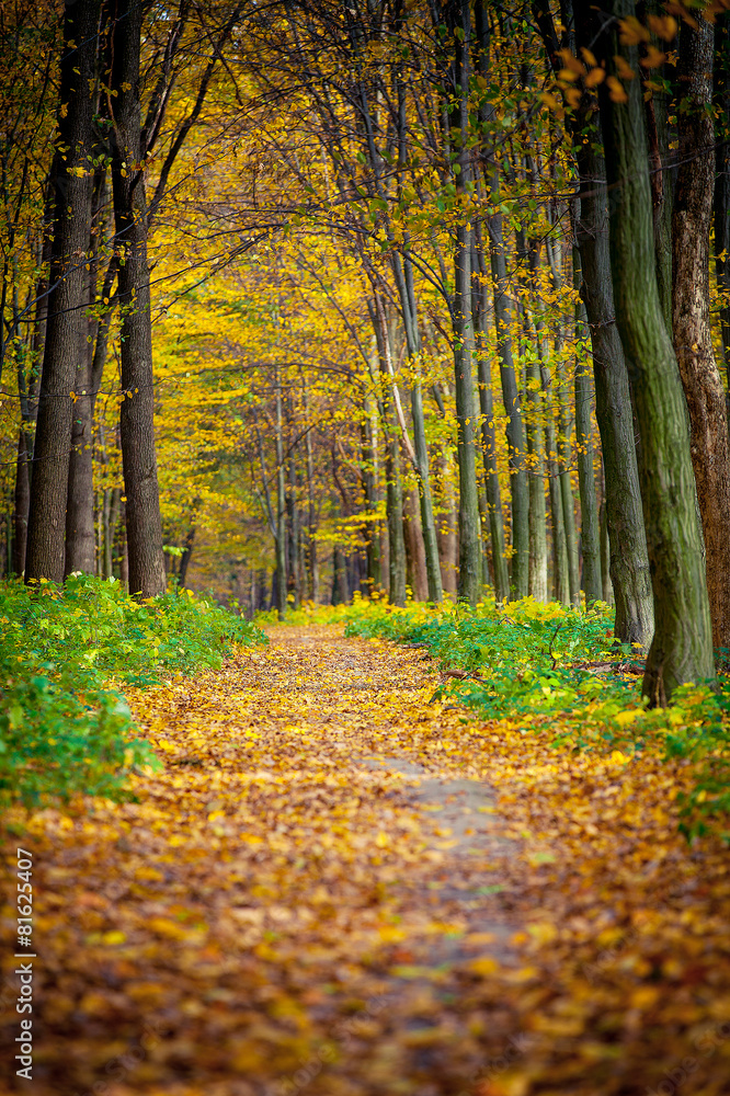 Obraz premium beautiful green forest