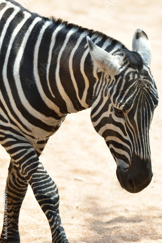 Zebra © massimhokuto
