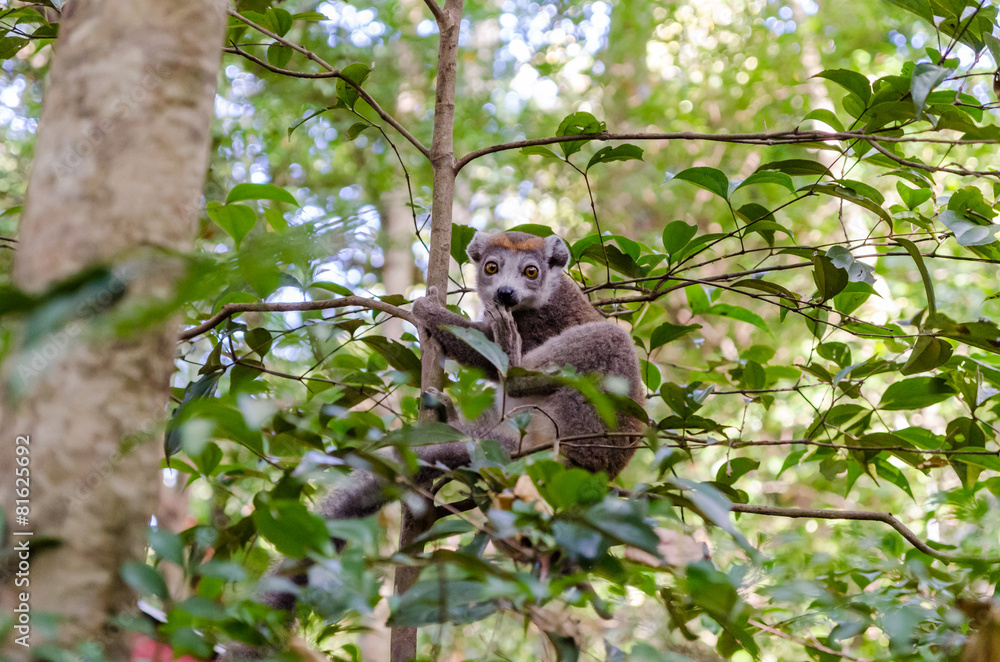 Common brown lemur in Ankarana Park Madagascar Common brown lemur in Ankarana Park Madagascar