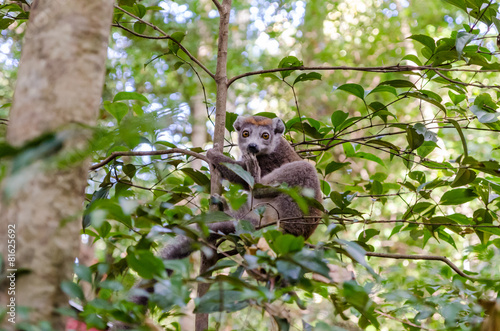 Common brown lemur in Ankarana Park Madagascar