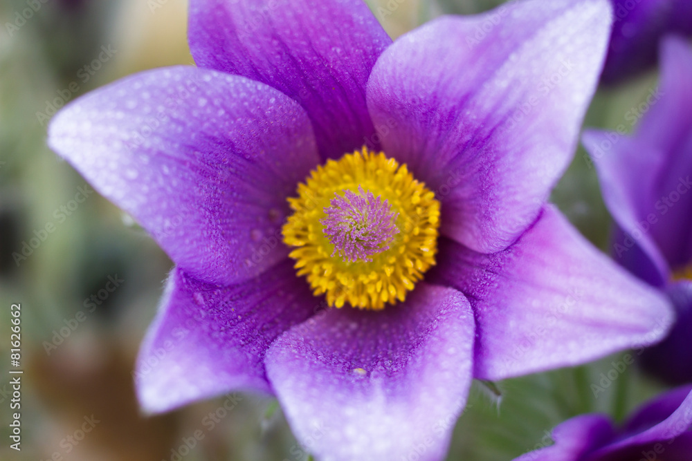 Macro of a violet pasque flower