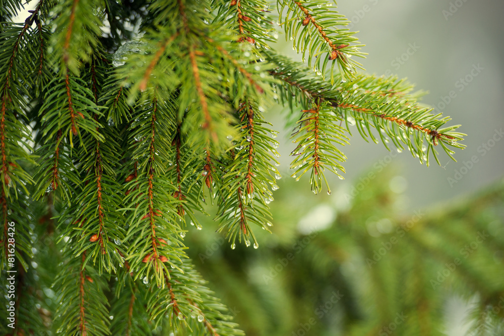 pine branch pine branch