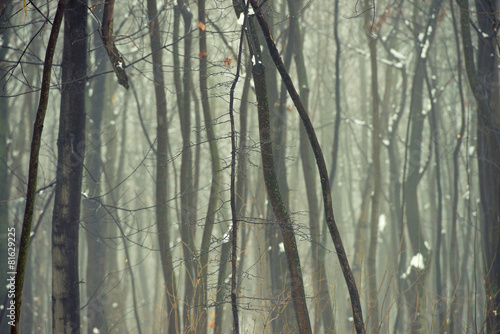 forest © badahos