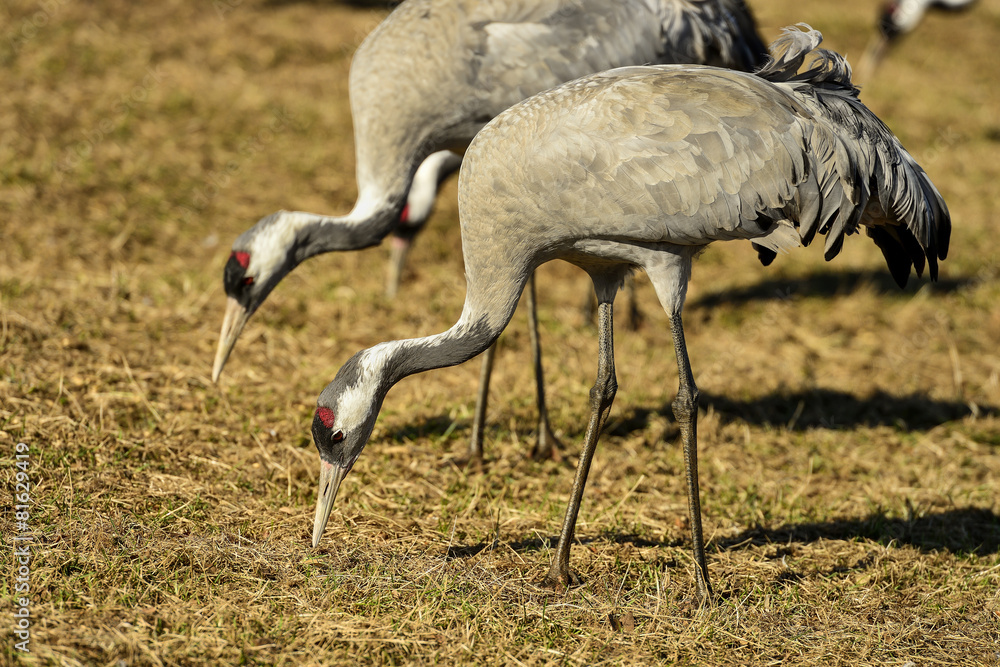 Fototapeta premium eurasian crane