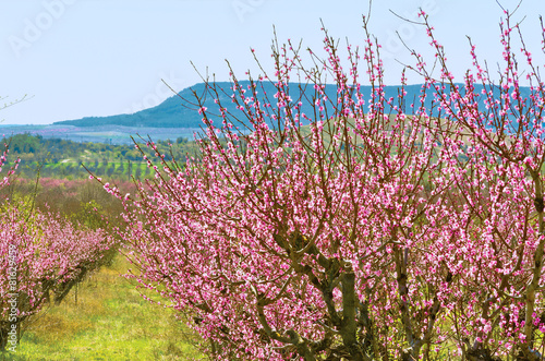 Konstfotografi Peach garden in april. Bakhchisaray, Crimea
