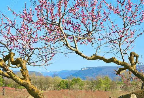 Schilderij op canvas Old peach tree blossom. Bakhchisaray, Crimea