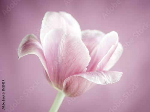 Fototapeta Naklejka Na Ścianę i Meble -  Pink tulip