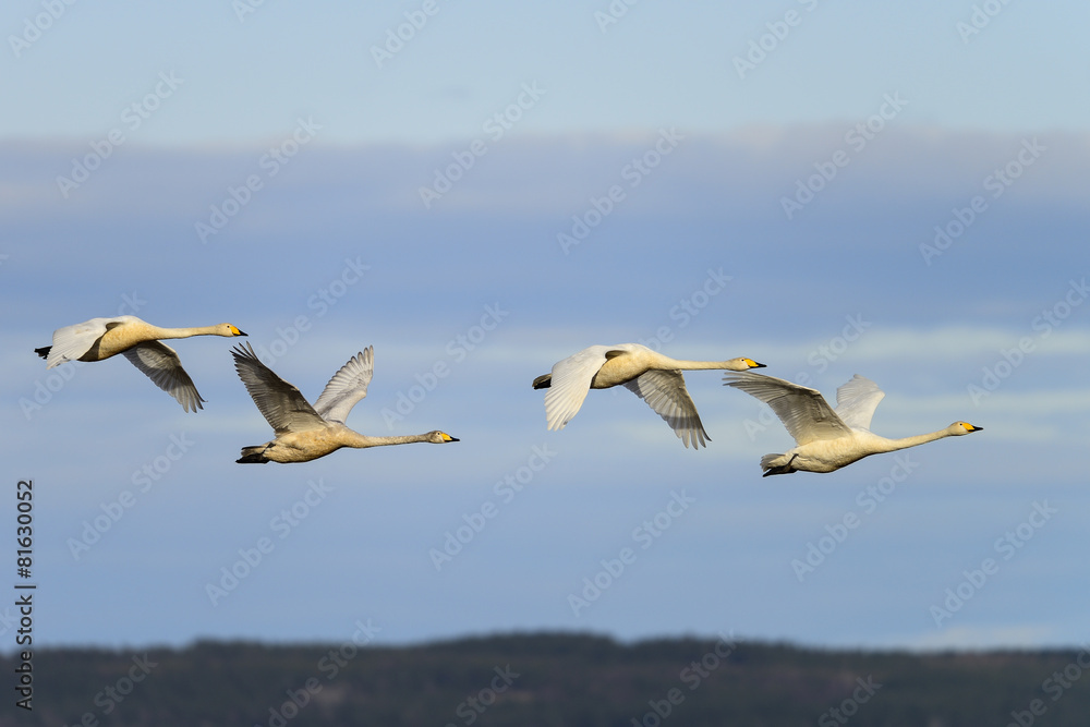 Fototapeta premium whooper swan