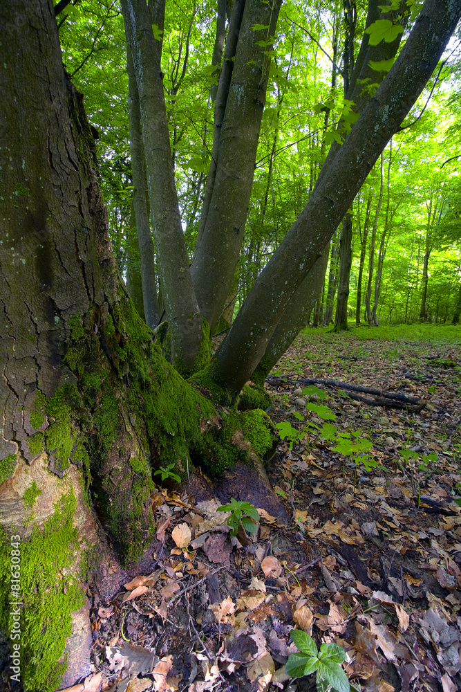 Naklejka premium Deciduous forest