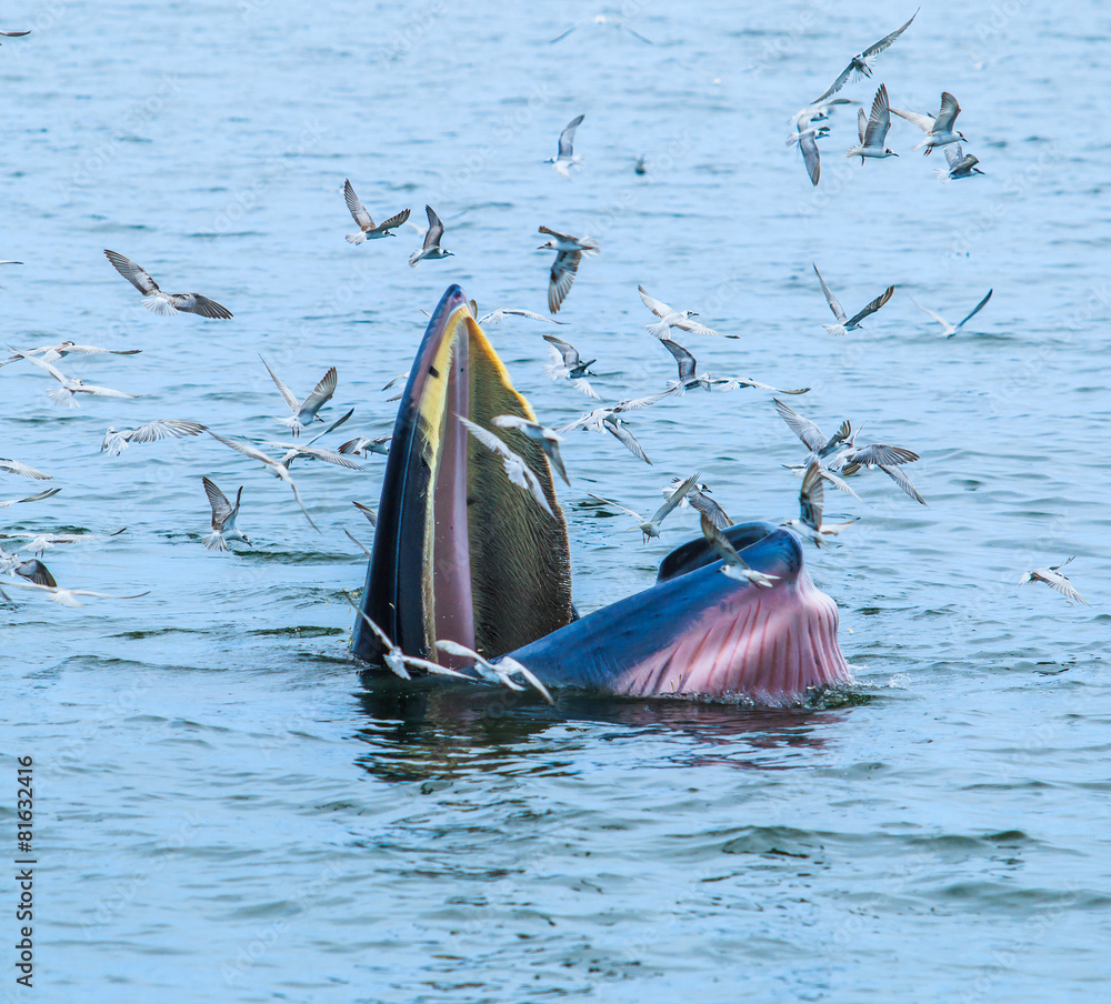 Naklejka premium Balaenoptera brydei whale in the Gulf of Thailand