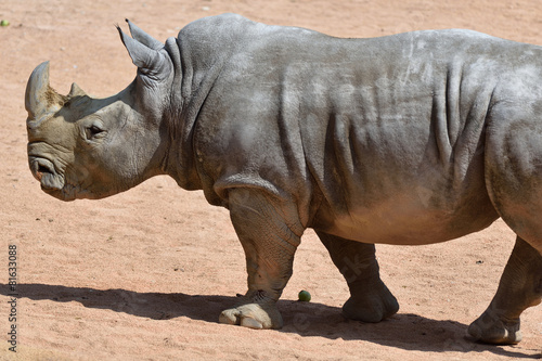 rinoceronte bianco