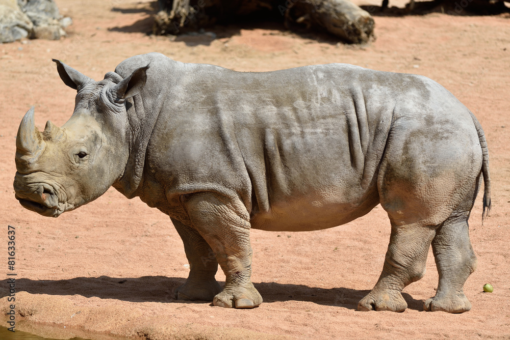 Fototapeta premium rinoceronte bianco