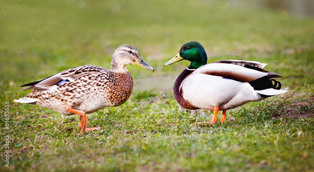 two ducks on the grass two ducks on the grass