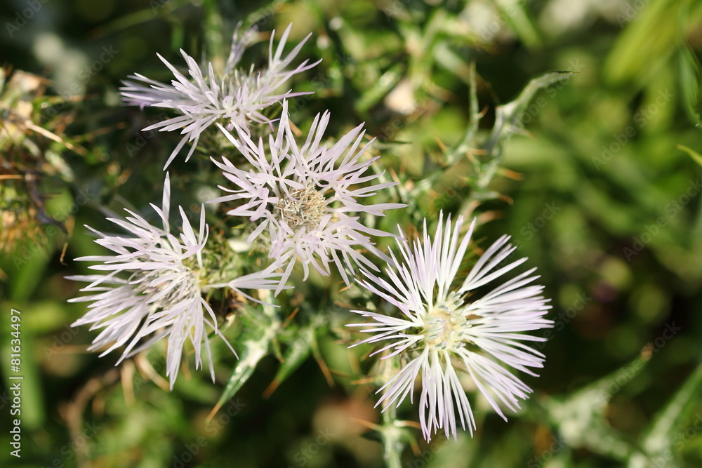 Fiori selvatici di pianta spinosa