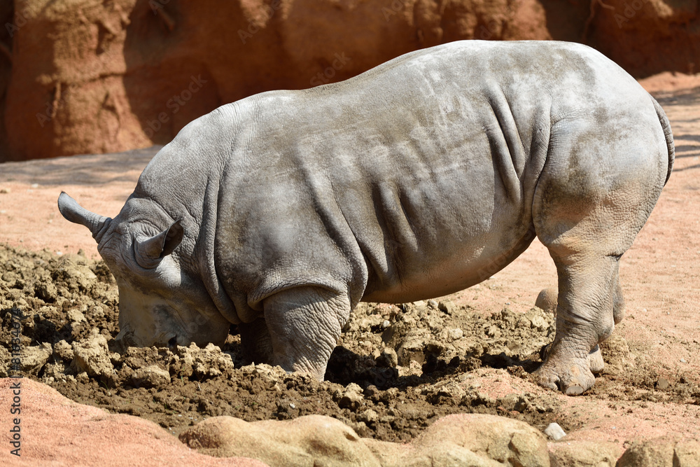 Fototapeta premium rinoceronte bianco