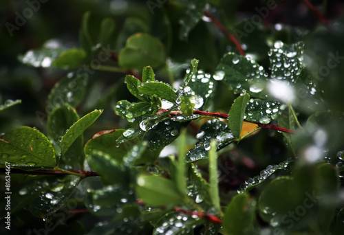 Wet leaves