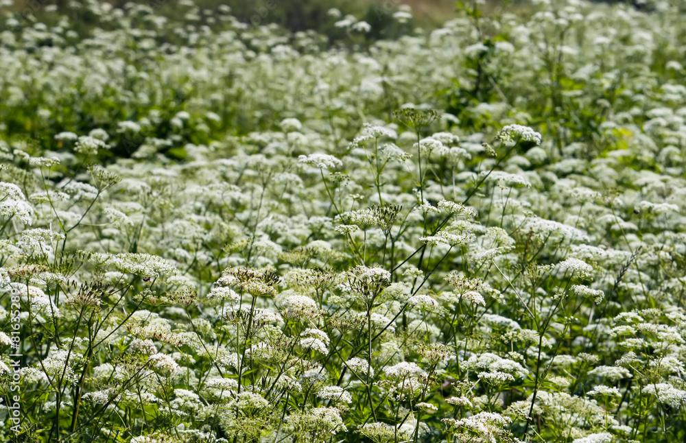 Noxious plants Noxious plants