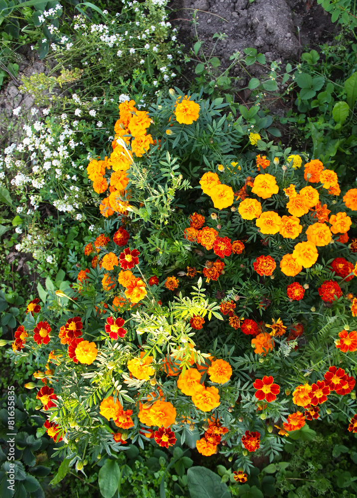 Tagetes flowers in the garden
