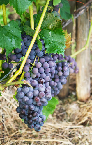 Ripe grapes