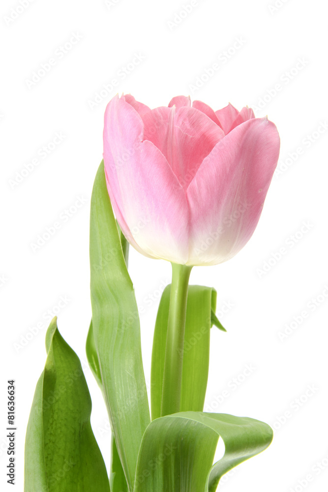 Fototapeta premium Beautiful Pink Tulip. Isolated