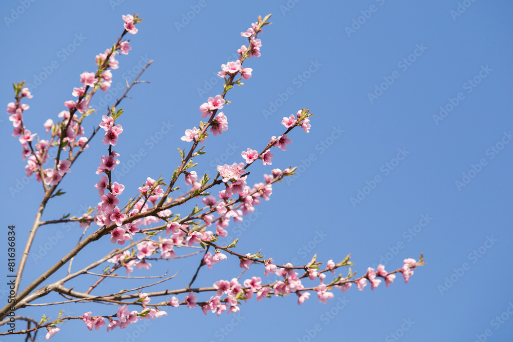 Pink nectarine blossom Pink nectarine blossom