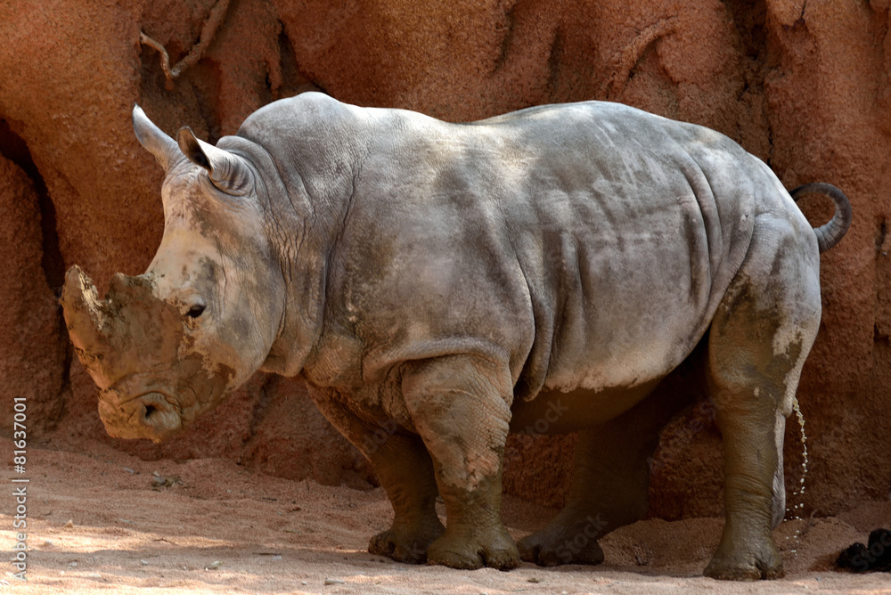 Fototapeta premium rinoceronte bianco