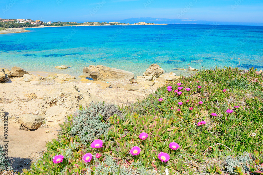 Capo Testa shoreline with flowers and plants Capo Testa shoreline with flowers and plants