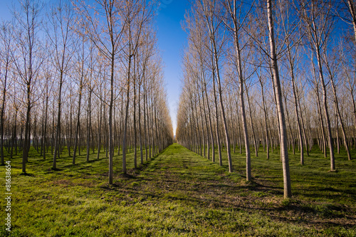 Fototapeta Forest of poplar trees