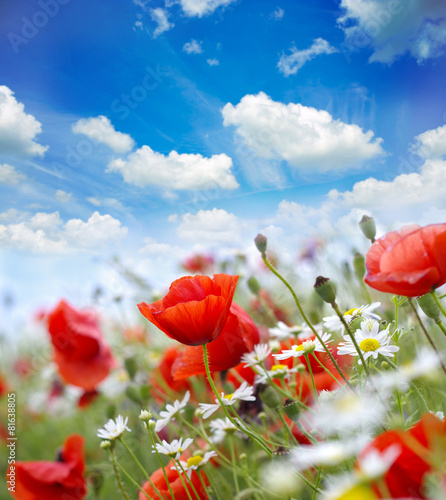 Fototapeta Naklejka Na Ścianę i Meble -  Red poppies