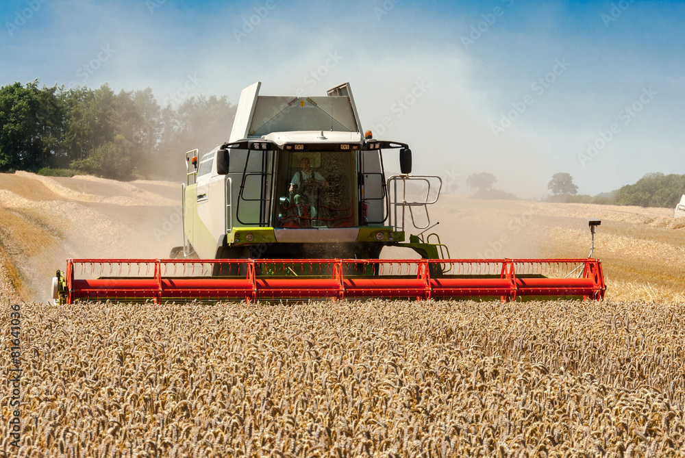 Fototapeta premium Mähdrescher im Kornfeld-299054656