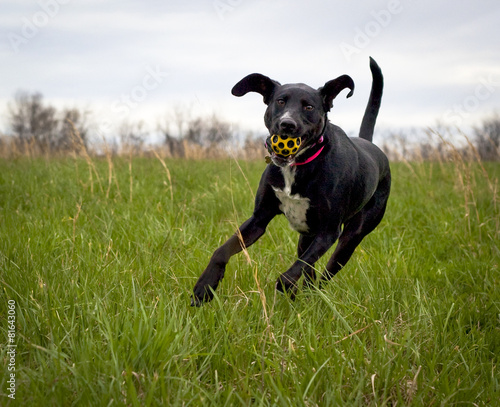 Εκτύπωση καμβά running black dog with yellow ball