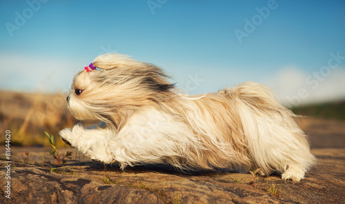 Canvastavla Shih tzu dog