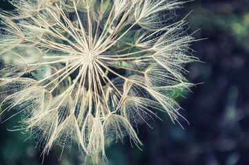 Gartenposter Blumen Makrobild des großen schönen Löwenzahns  © smallredgirl