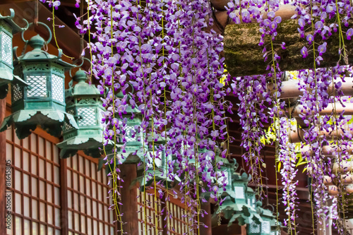 Wisteria flowers and lanterns.