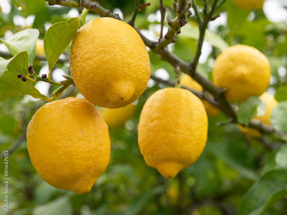 Reife Zitronen - Limonen - Früchte - Zitronenbäume - Algarve