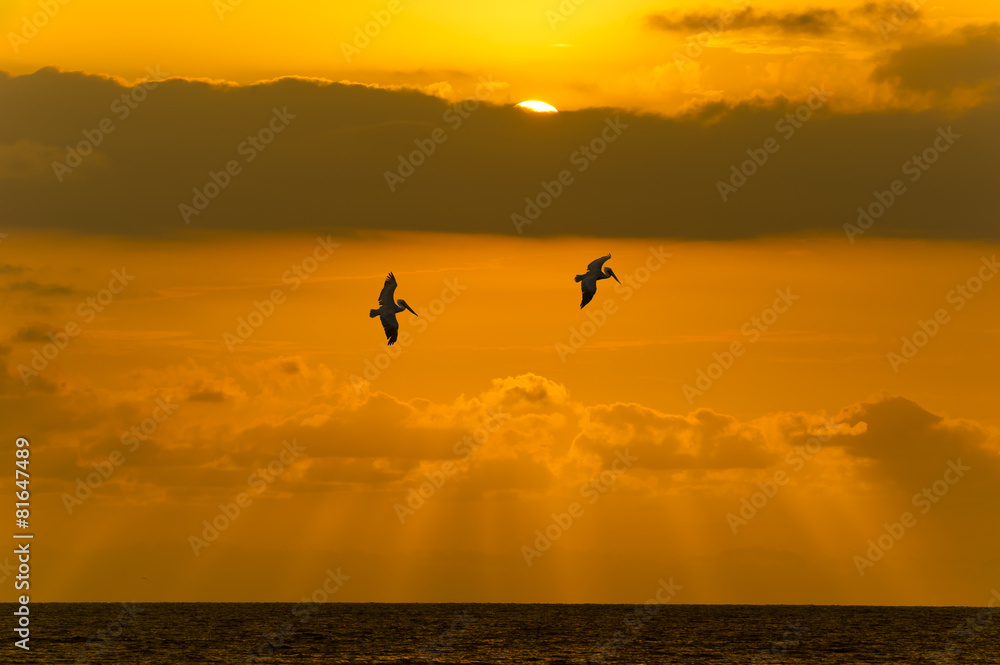Ocean Sunset Sky Clouds Peacful Flying Birds