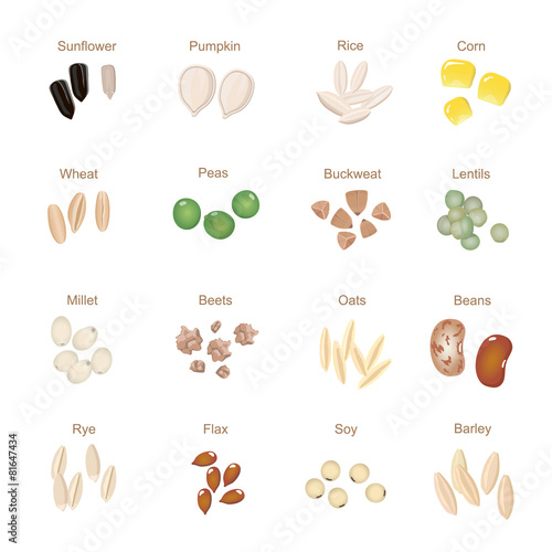 Plant seed icon flat set with pumpkin corn wheat  sunflower