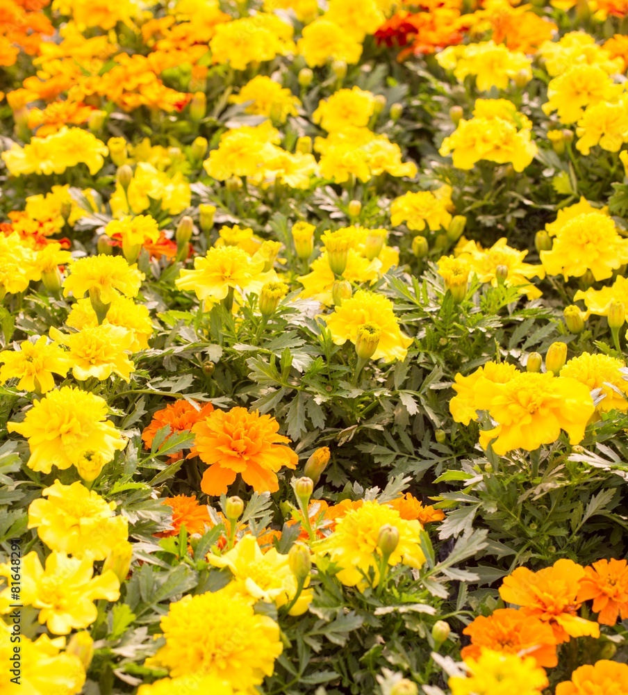 yellow flowers in the meadow yellow flowers in the meadow