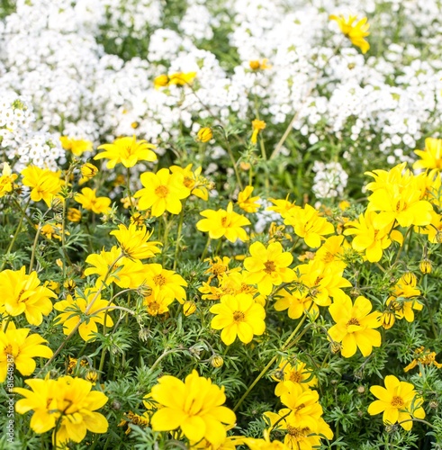 yellow flowers and little white flowers in the meadow
