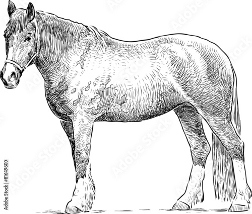 standing horse