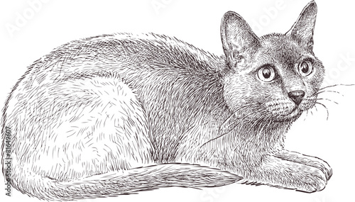 scared cat