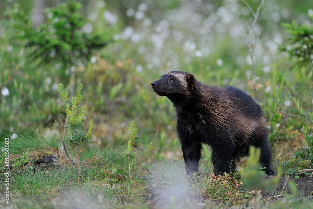 Fototapeta premium Wolverine in forest