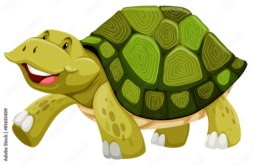 Obraz premium Turtle