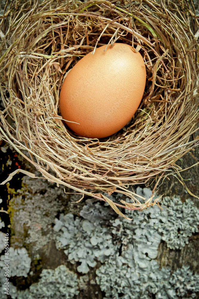 Hay nest with brown egg